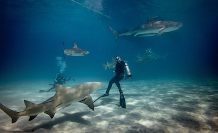 Scuba divers undersea with sharks (species unknown)